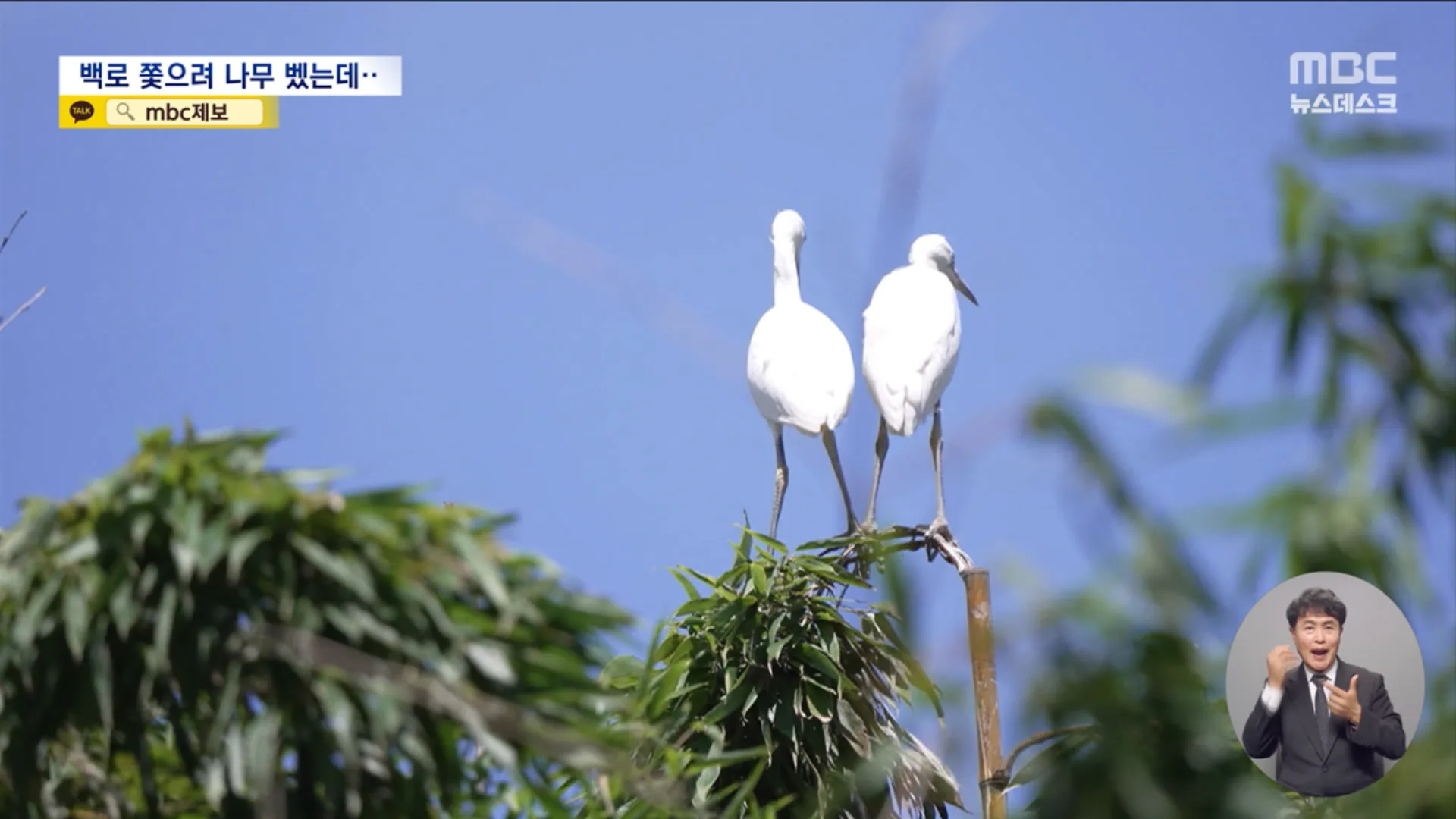 백로 퇴치 벌목의 실효성과 생태 보전 갈등