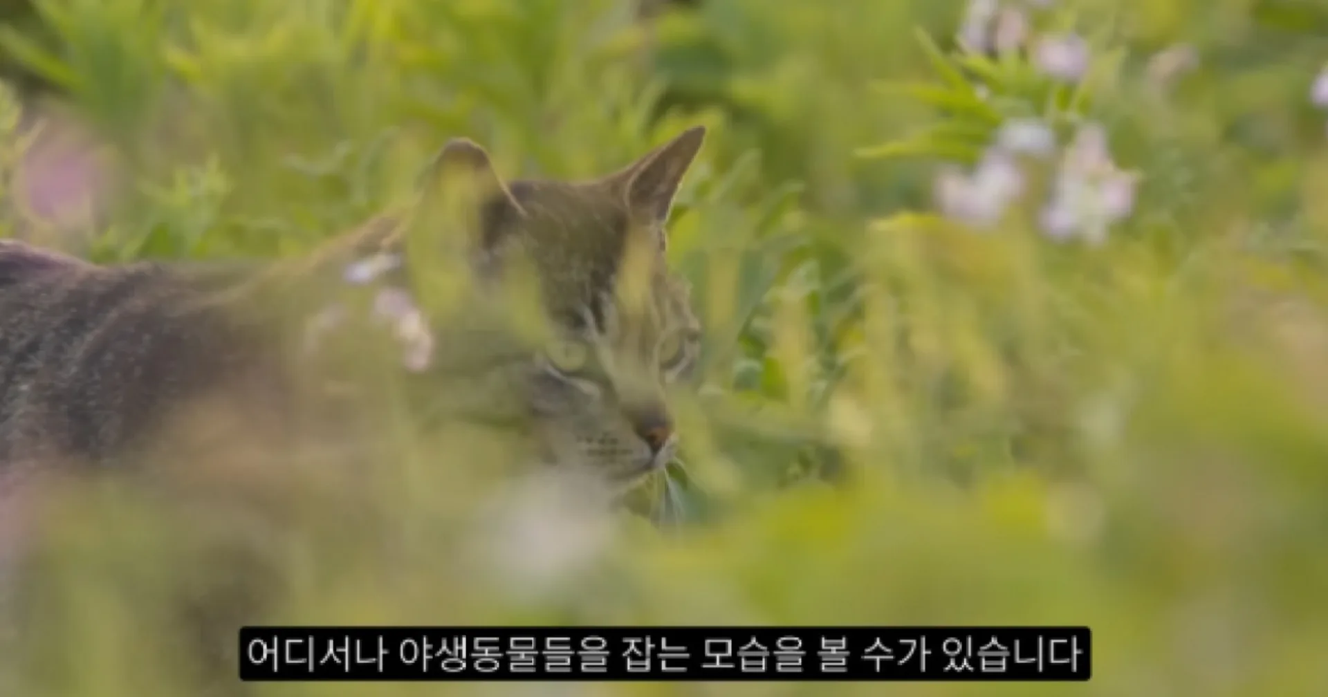 새덕후 길고양이 관리 논쟁